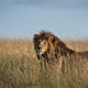Illustration for article titled Male Lions Are Bullshit